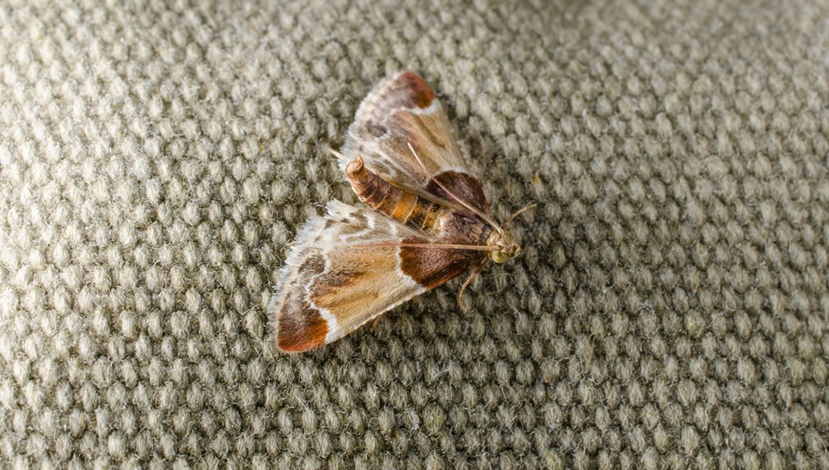 Cloth moth trap for pest control prevention. Close-up of clothes moth or  webbing clothes moth (Tineola bisselliella). The non-toxic sticky trap  attracts male moths with pheromones. Stock Photo