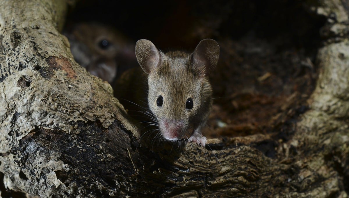 field mouse house mouse