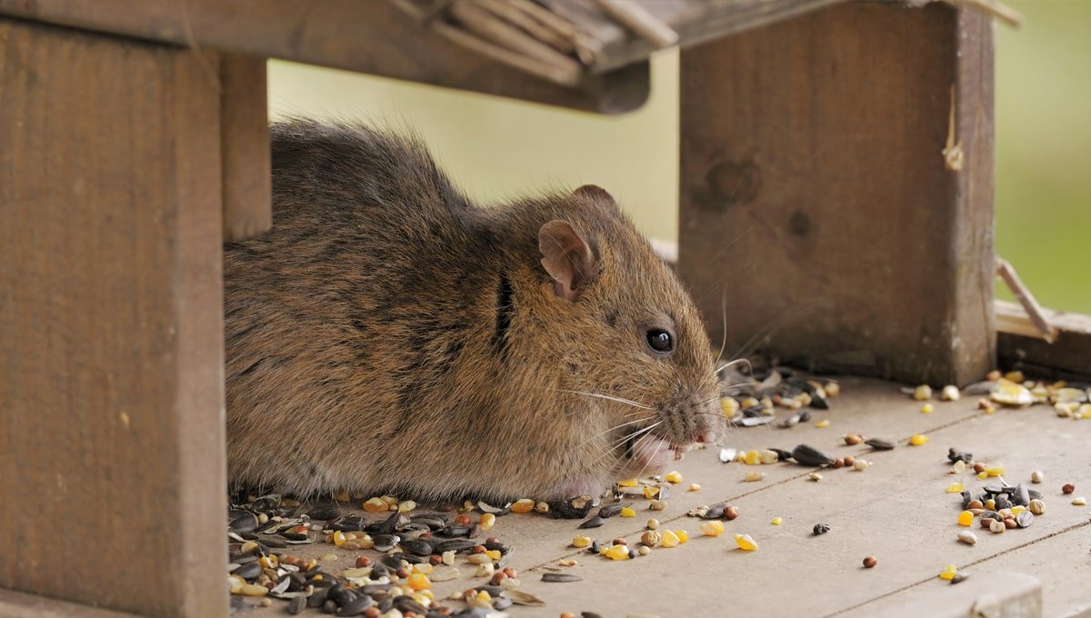How Long Does It Take Rat Poison To Work Diy Pest Control