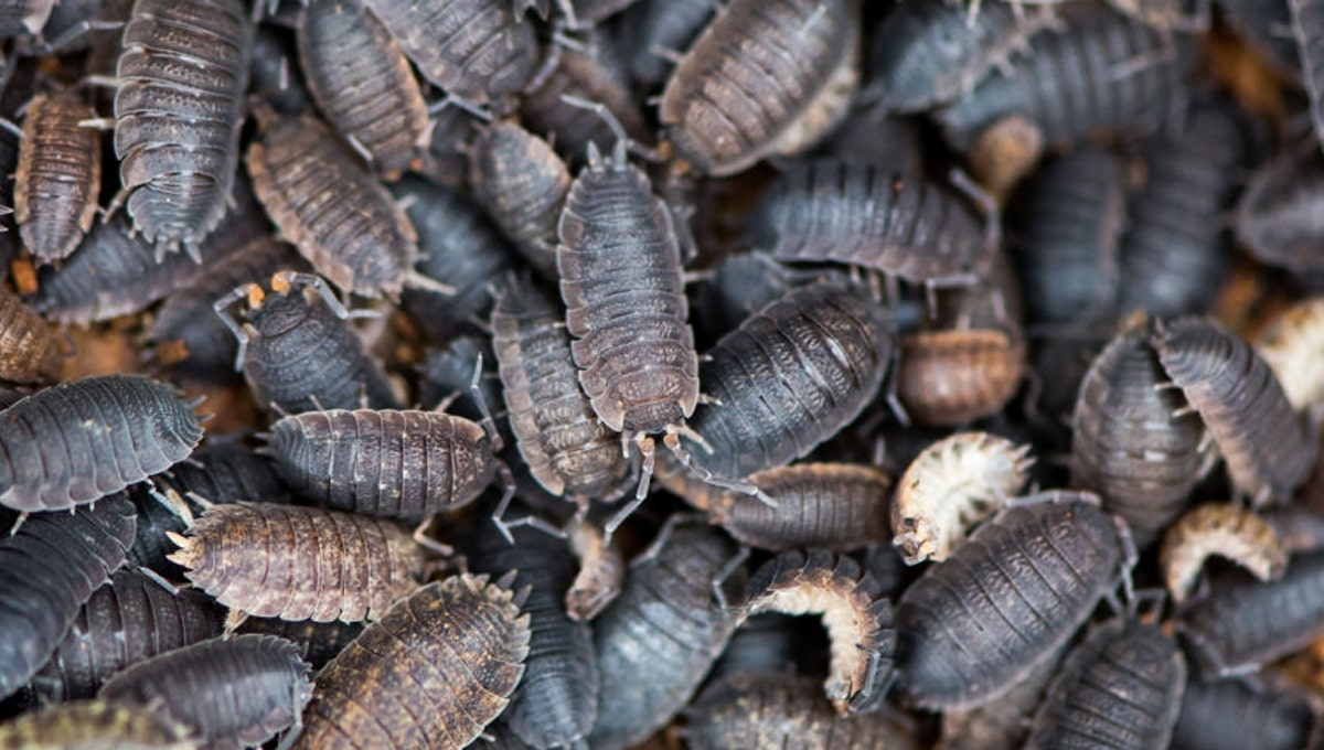 Types Of Woodlice Min 